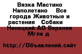 Вязка Мастино Наполетано  - Все города Животные и растения » Собаки   . Ненецкий АО,Верхняя Мгла д.